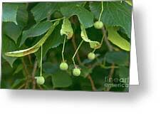 Attēlu rezultāti vaicājumam “Tilia platyphyllos Laciniata fruit”