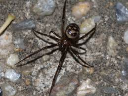 Attēlu rezultāti vaicājumam “Steatoda grossa female”