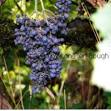 Grapevine Cutting Sales by Lon Rombough | bunchgrapes.com | Black ...