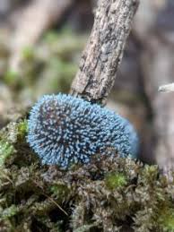 Attēlu rezultāti vaicājumam “Penicillium vulpinum”