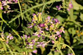 Attēlu rezultāti vaicājumam “Raphanus sativus flower”