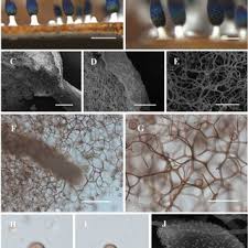 Attēlu rezultāti vaicājumam “Diachea dictyospora (syn. Craterium dictyosporum) stalked”