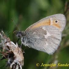 Attēlu rezultāti vaicājumam “Coenonympha tullia underside”