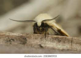 Attēlu rezultāti vaicājumam “Spilosoma lutea”