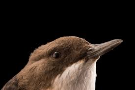 Attēlu rezultāti vaicājumam “Cinclus cinclus”