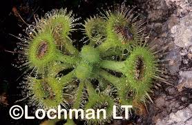 Attēlu rezultāti vaicājumam “Droseraceae”