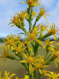 Image result for Solidago virgaurea