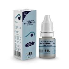 Image result for Cineraria maritima