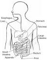 Abdominal Adhesions - National Digestive Diseases Information ...