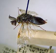 Attēlu rezultāti vaicājumam “Gilpinia”