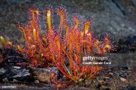 Attēlu rezultāti vaicājumam “Droseraceae”