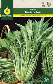 Image result for diente de leon