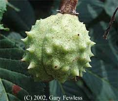 Attēlu rezultāti vaicājumam “Aesculus hippocastanum fruit”