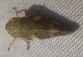 Attēlu rezultāti vaicājumam “Aphrophora alni nymph”