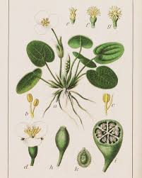 Attēlu rezultāti vaicājumam “Hydrocharis morsus-ranae leaf”