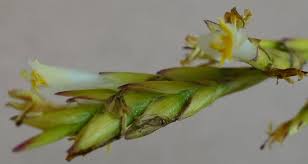 Attēlu rezultāti vaicājumam “Poa remota bud”