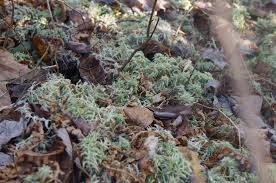 Attēlu rezultāti vaicājumam “Callicladium haldanianum sporophyte”