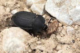 Attēlu rezultāti vaicājumam “Silpha obscura”