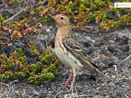 Image result for Anthus cervinus