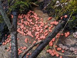 Attēlu rezultāti vaicājumam “Lycogala sp.”