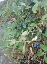 Attēlu rezultāti vaicājumam “Lonicera caerulea var. pallasii”