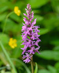 Attēlu rezultāti vaicājumam “Dactylorhiza russowii flower”