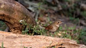 Image result for Luscinia sibilans