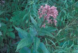 Attēlu rezultāti vaicājumam “Cnidium dubium leaf”