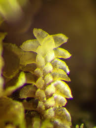 Attēlu rezultāti vaicājumam “Scapania apiculata”