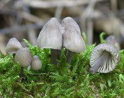 Attēlu rezultāti vaicājumam “Mycena abramsii”