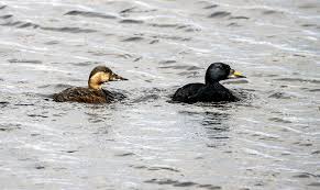 Attēlu rezultāti vaicājumam “Melanitta nigra male”