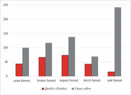 Attēlu rezultāti vaicājumam “Quedius dilatatus”