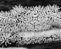 Attēlu rezultāti vaicājumam “Ceratiomyxa fruticulosa”