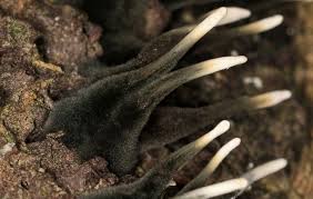 Attēlu rezultāti vaicājumam “Neocudoniella albiceps”