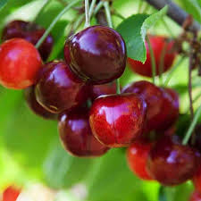 Attēlu rezultāti vaicājumam “Cerasus fruit”