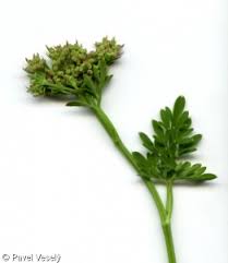 Attēlu rezultāti vaicājumam “Selinum carvifolia fruit”