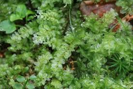 Attēlu rezultāti vaicājumam “Plagiomnium elatum”