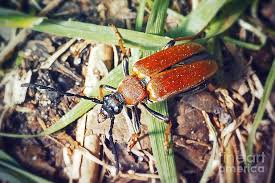 Attēlu rezultāti vaicājumam “Leptura rubra”