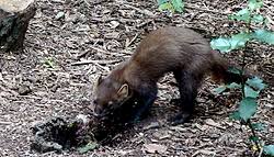 Attēlu rezultāti vaicājumam “Martes martes”