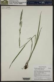 Attēlu rezultāti vaicājumam “Bromopsis inermis leaf”