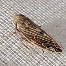 Attēlu rezultāti vaicājumam “Paramesus obtusifrons”