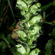 Attēlu rezultāti vaicājumam “Pedicularis palustris subsp. opsiantha”