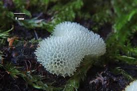 Attēlu rezultāti vaicājumam “Ceratiomyxaceae”