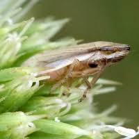 Attēlu rezultāti vaicājumam “Neophilaenus lineatus”