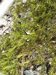 Attēlu rezultāti vaicājumam “Didymodon rigidulus”