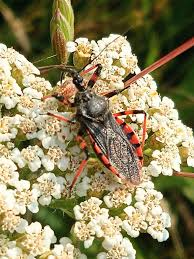 Attēlu rezultāti vaicājumam “Rhynocoris annulatus nymph”