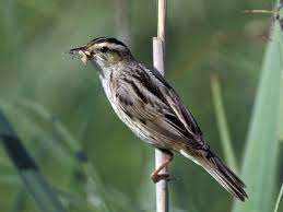 Attēlu rezultāti vaicājumam “Acrocephalus schoenobaenus adult”