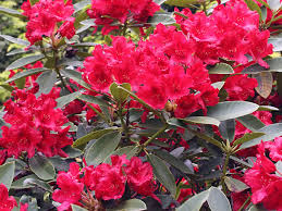 Attēlu rezultāti vaicājumam “Rhododendron sichotense flower”
