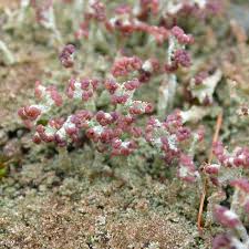 Attēlu rezultāti vaicājumam “Cladonia parasitica”