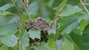 Attēlu rezultāti vaicājumam “Muscicapa striata nest”